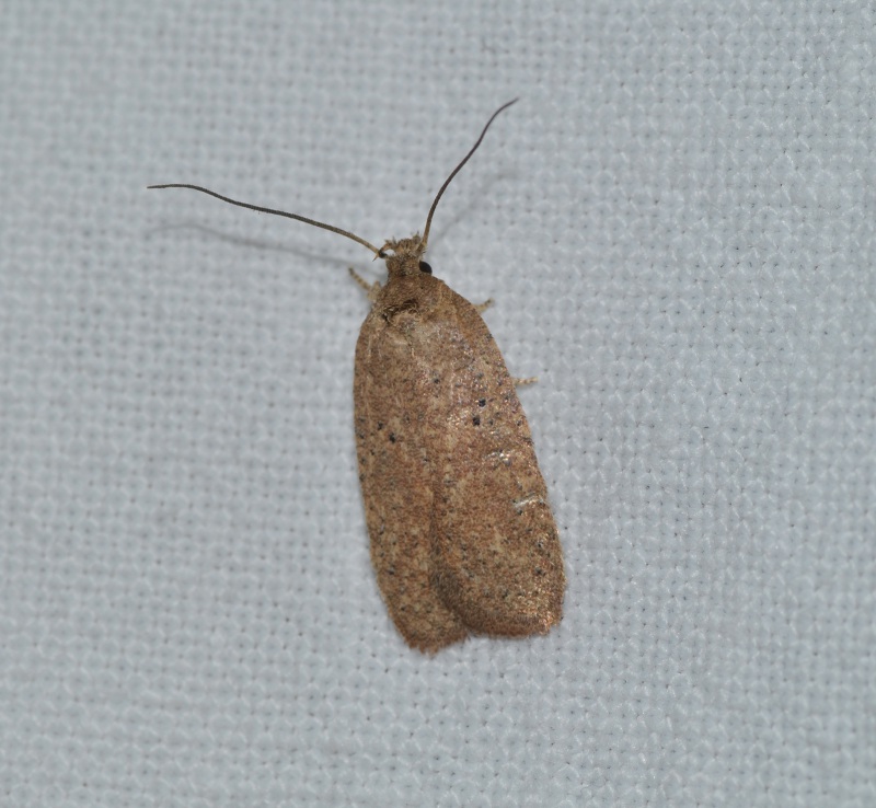 Determinazione - Tortricidae? No, Elachistidae, Agonopterix sp.